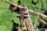 Platbuik (Libellula depressa)