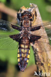 Platbuik (Libellula depressa)