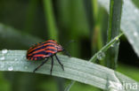 black and red striped bug (Graphosoma lineatum)