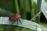 Pyjamawants (Graphosoma lineatum)