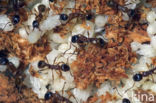 Rode steekmier (Myrmica rubra)