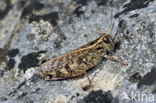 Italian Locust (Calliptamus italicus)