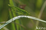 Sikkelsprinkhaan (Phaneroptera falcata)