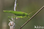 Sikkelsprinkhaan (Phaneroptera falcata)