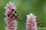 common scorpion fly (Panorpa communis)