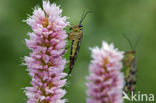 common scorpion fly (Panorpa communis)