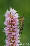 common scorpion fly (Panorpa communis)