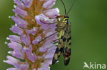 common scorpion fly (Panorpa communis)