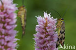 common scorpion fly (Panorpa communis)