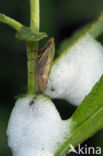 meadow froghopper (Philaenus spumarius)