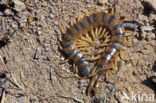 Scolopendra cingulata