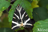 Jersey Tiger (Euplagia quadripunctaria)