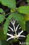 Jersey Tiger (Euplagia quadripunctaria)