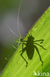 Struiksprinkhaan (Leptophyes punctatissima)