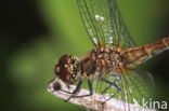 Steenrode heidelibel (Sympetrum vulgatum)