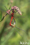 Steenrode heidelibel (Sympetrum vulgatum)