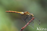 Steenrode heidelibel (Sympetrum vulgatum)