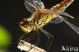 Steenrode heidelibel (Sympetrum vulgatum)