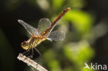 Steenrode heidelibel (Sympetrum vulgatum)