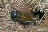 Field-cricket (Gryllus campestris)