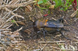 Field-cricket (Gryllus campestris)