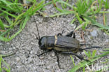 Field-cricket (Gryllus campestris)