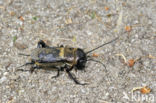 Field-cricket (Gryllus campestris)