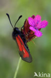 Zygaena osterodensis