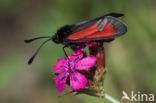 Zygaena osterodensis