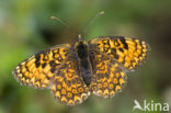 Veldparelmoervlinder (Melitaea cinxia)