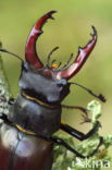 Stag Beetle (Lucanus cervus)