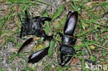 Stag Beetle (Lucanus cervus)