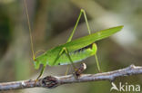Southern Sickle-bearing Bush-cricket (Phaneroptera nana)