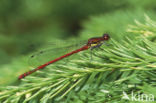 Large Red Damselfly (Pyrrhosoma nymphula)
