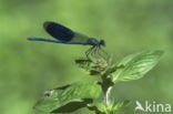 Weidebeekjuffer (Calopteryx splendens)