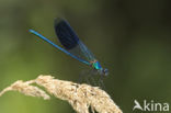 Weidebeekjuffer (Calopteryx splendens)