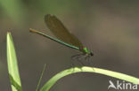 Weidebeekjuffer (Calopteryx splendens)