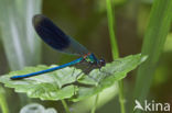 Weidebeekjuffer (Calopteryx splendens)