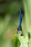 Banded Demoiselle (Calopteryx splendens)