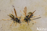 Paper wasp (Polistes dominulus)