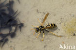 Franse Veldwesp (Polistes dominulus)