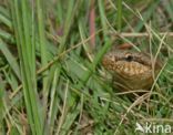 Gladde slang (Coronella austriaca)