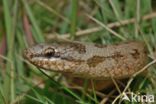 Smooth Snake (Coronella austriaca)