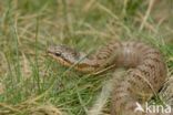 Smooth Snake (Coronella austriaca)