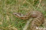 Smooth Snake (Coronella austriaca)