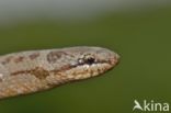 Smooth Snake (Coronella austriaca)