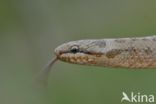 Smooth Snake (Coronella austriaca)