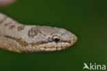 Smooth Snake (Coronella austriaca)