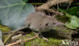 Huisspitsmuis (Crocidura russula)