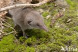 House Shrew (Crocidura russula)